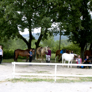 centre equestre ecole FFE aix en provence-64